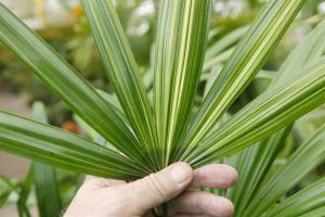Rhapis excelsa variegate leaf (Large).JPG